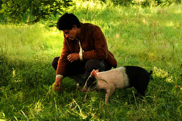 Sechs auf einen Streich - Der Schweinehirt