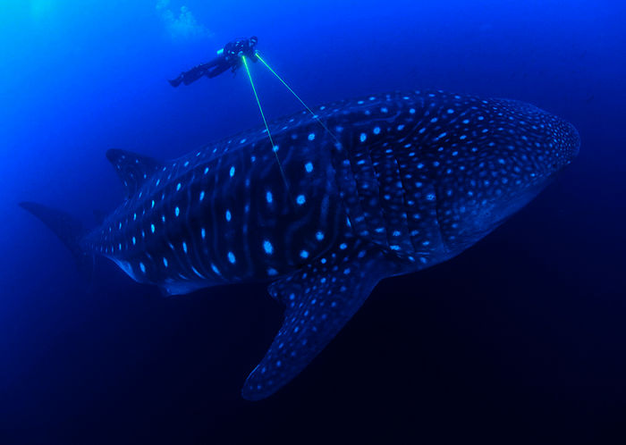 Per Laser soll ein Walhai vermessen werden. 20 Meter lang und 20 Tonnen schwer, ist er der grö&szlig;te Fisch in den Weltmeeren.
Bild: Sender / WDR / BBC NHU / Jonathan Green 