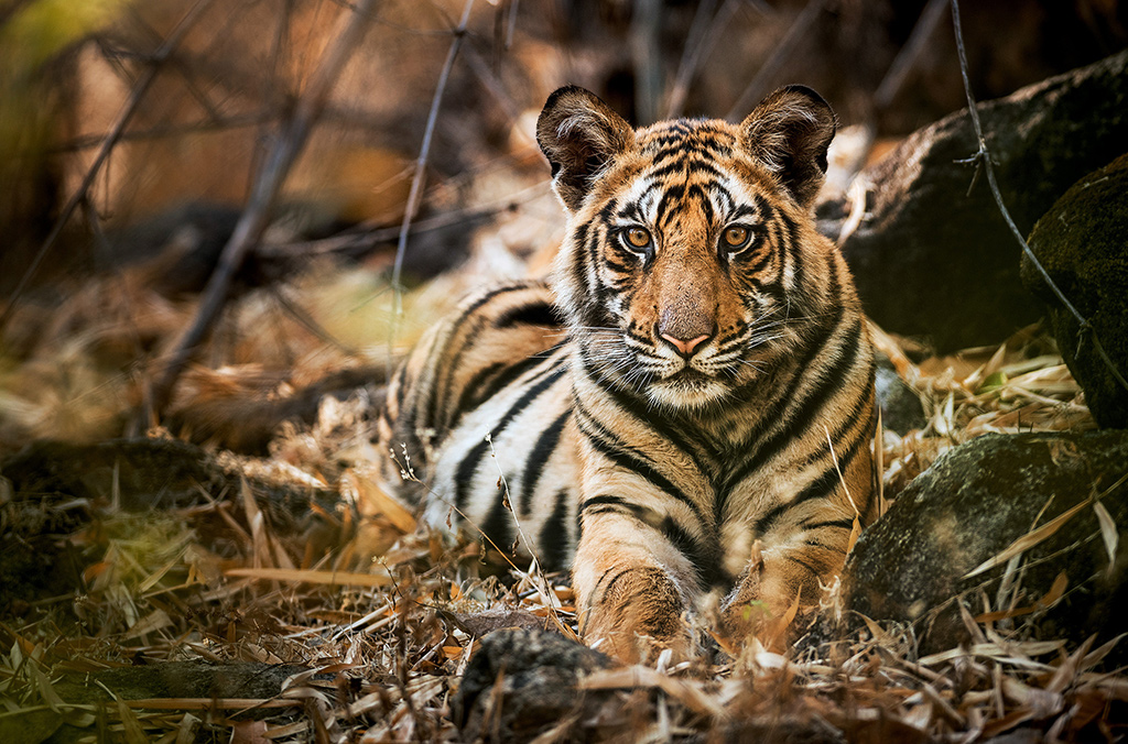 Einer von Raj Bheras S&ouml;hnen ruht nach einem ausgiebigen Mahl. M&auml;nnliche Tigerjunge sind schon bald deutlich kr&auml;ftiger als ihre Schwestern.Bild: Sender / WDR / BBC NHU / Theo Webb