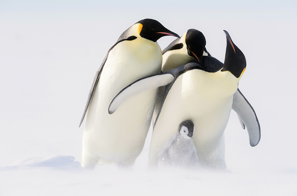 Kaiserpinguine, die ihr Junges verloren haben, versuchen, ein K&uuml;ken zu kidnappen &ndash; so stark ist ihr Eltern-Instinkt. Bild: Sender / WDR / BBC / Stefan Christmann