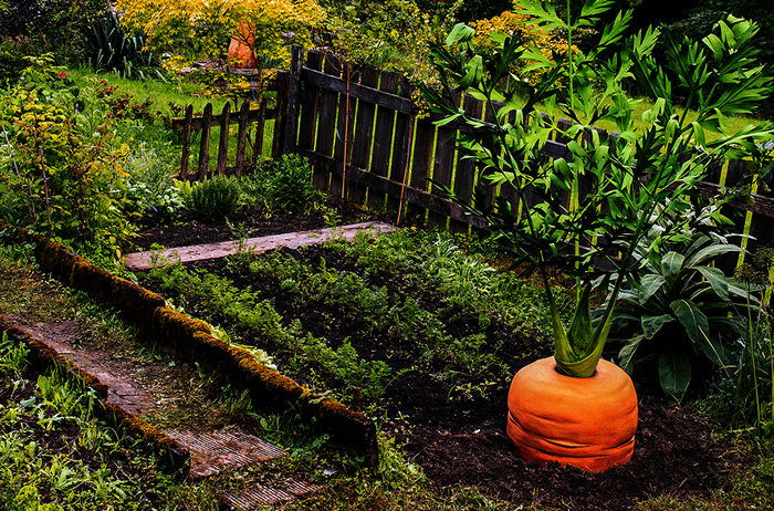 Mein leckerer Garten, Gartenimpression mit Karotte. Bild: Sender / SWR / megaherz / Uwe Ditz